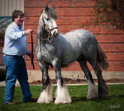 2011 Ohio Equine Affair, Courtesy Elizabeth Vieira